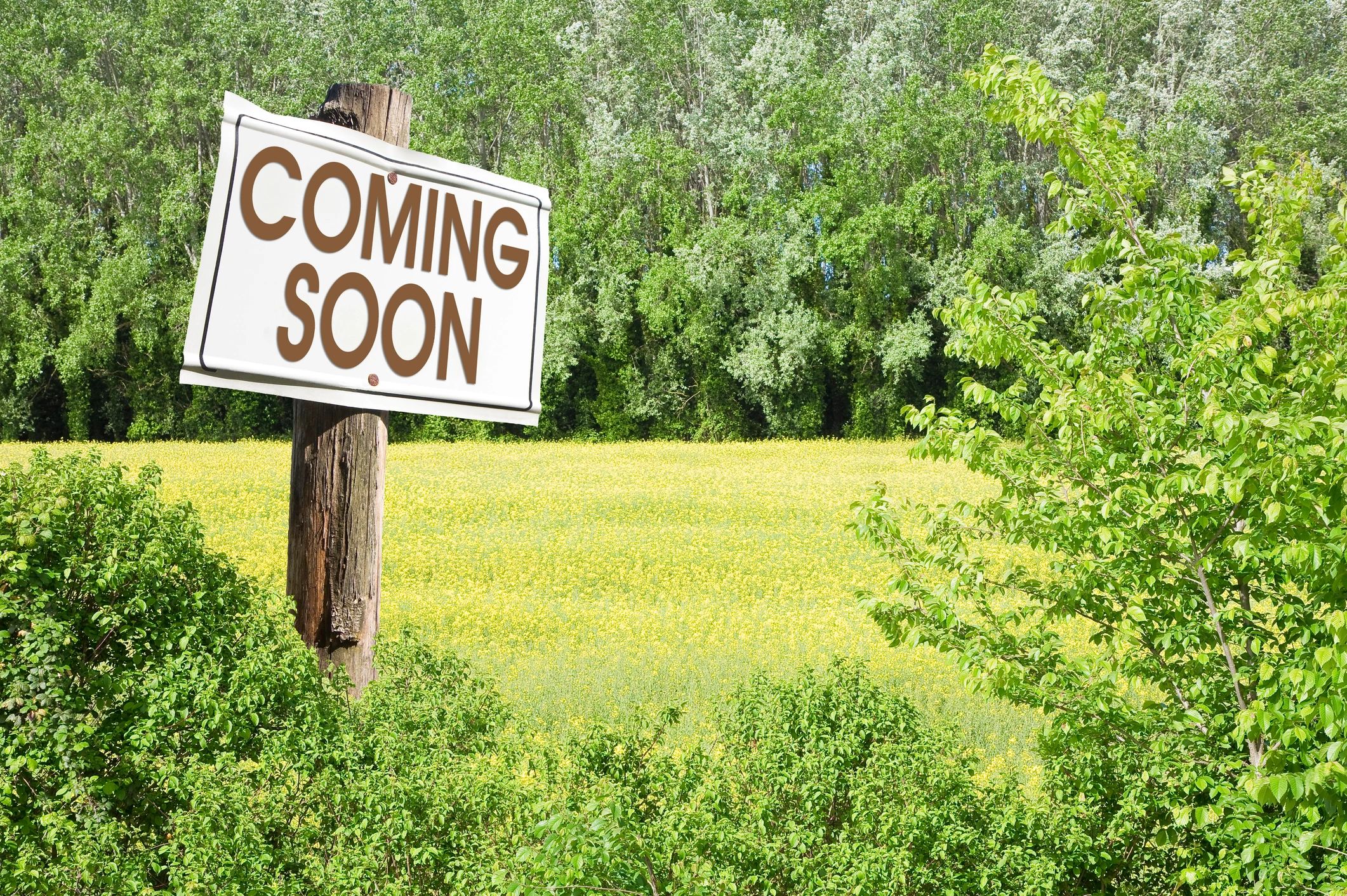 Coming Soon — Barkyards Club